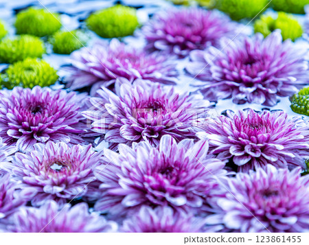 A beautiful flower water fountain decorated with January's seasonal flowers 123861455