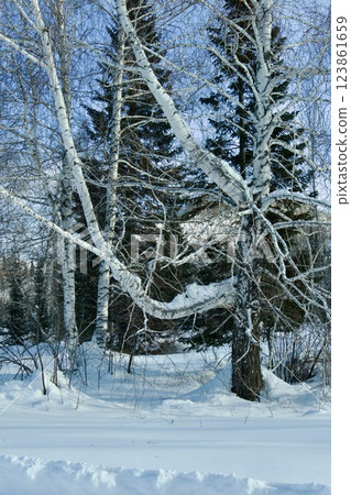 a bizarre branch on a tree in a winter forest in Eastern Kazakhstan 123861659