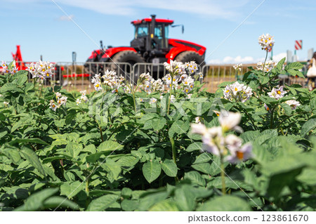 Potato flowers in a blooming potato field in summer Potato flowers in a blooming potato field in summer 123861670