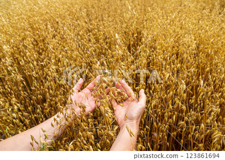 Hands touching golden ripe ears of oats in an oat field. Harvest time. Hands touching golden ripe ears of oats in an oat field. Harvest time. 123861694