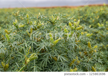 Narrow-leaved lupine with beans or with fruits 123861696