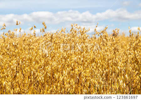 Golden ears of oat on the field. 123861697