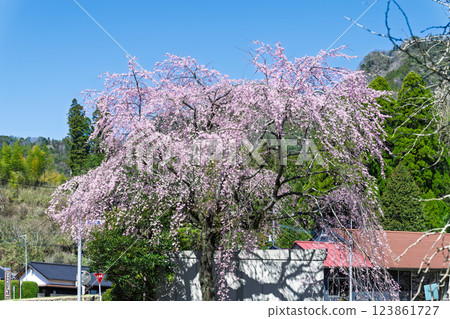龍泉寺週邊的垂枝櫻花沐浴在春光中，與國道325號線一帶的風景相映成趣（宮崎縣西臼杵郡高千穗町上野） 123861727
