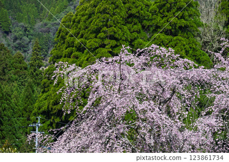 龍泉寺週邊的垂枝櫻花沐浴在春光中,與國道325號線一帶的風景相映成趣(宮崎縣西臼杵郡高千穗町上野) 龍泉寺週邊的垂枝櫻花沐浴在春光中,與國道325號線一帶的風景相映成趣(宮崎縣西臼杵郡高千穗町上野) 123861734