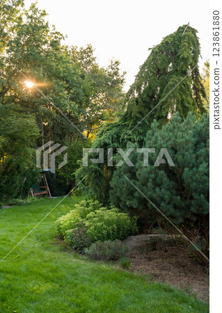 Sunlit garden with slanted cedar tree and lush greenery atmosphere Sunlit garden with slanted cedar tree and lush greenery atmosphere 123861880