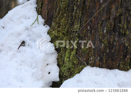 雪地特寫 123861886