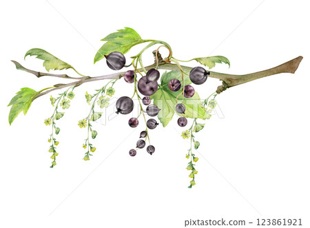 Currant gooseberry with green leaves, long flower clusters hand drawn in watercolor, garden berry hanging on branches. Isolated illustration for craft eco cosmetics, aroma candles, jam jar food labels 123861921