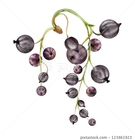 Currant gooseberry raceme bunch cluster stalk, glossy juicy ripe garden berry casseille jostaberry juneberry. Isolated botanical illustration, watercolor hand drawn. Food packaging, culinary branding Currant gooseberry raceme bunch cluster stalk, glossy juicy ripe garden berry casseille jostaberry juneberry. Isolated botanical illustration, watercolor hand drawn. Food packaging, culinary branding 123861923