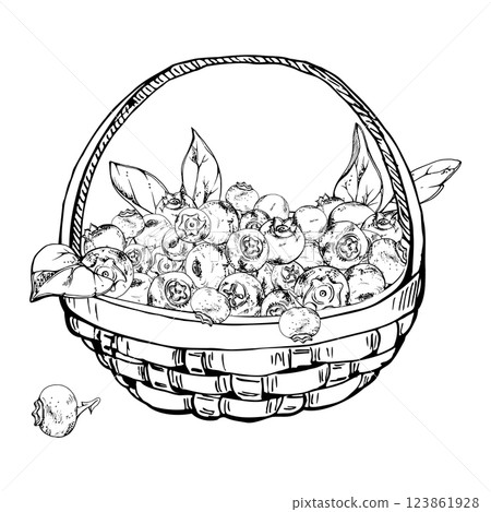 Blueberry blackberry with leaves in weaved basket, hand drawn in ink vector, heap of ripe picked forest berry harvest. Isolated illustration for restaurant, cafe menu, recipe book, farmers market 123861928