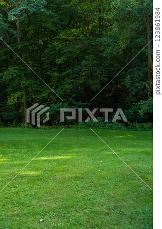 Green meadow in Czech wood with dense forest in the background 123861984