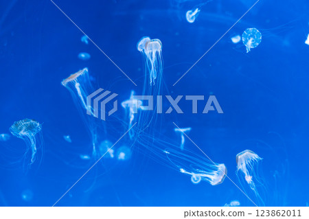 Graceful jellyfish floating in deep blue water  123862011