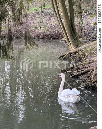 Swan Swimming in a Tranquil Pond 123862238