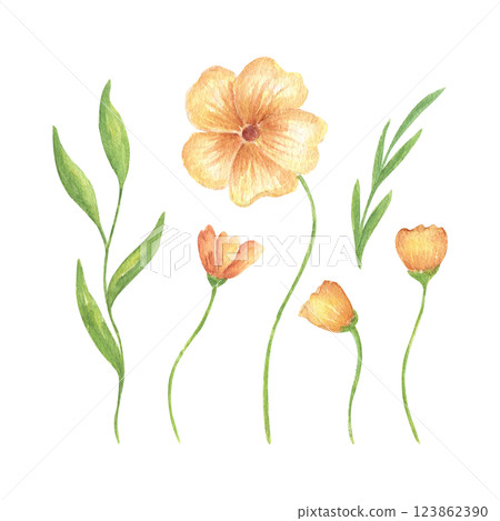 A set of yellow flowers and greenery, delicate watercolor illustrations for wedding invitations, greeting cards, and print design. Spring and summer recruitment 123862390