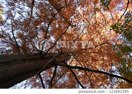 水杉大樹與秋葉的 123862395
