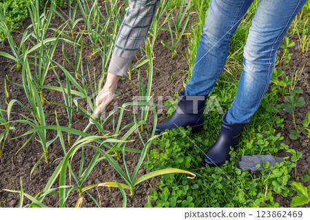 Woman is loosening soil around green garlic plants using a hand garden rake. Woman is loosening soil around green garlic plants using a hand garden rake. 123862469
