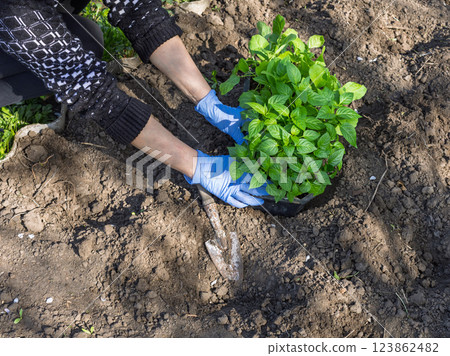 Female gardener planting bell pepper seedlings in the garden 123862482