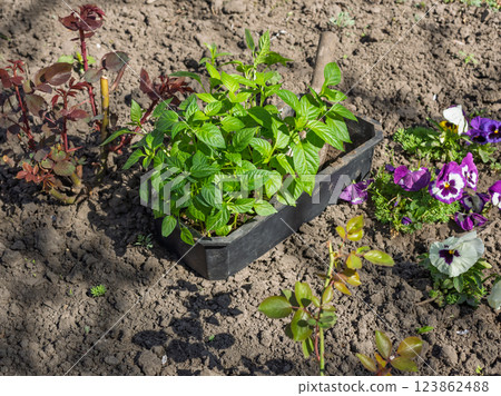 Young seedlings of bell pepper germinated from seeds 123862488
