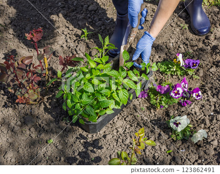 Close-up hands of the female gardener planting bell pepper seedlings in the garden Close-up hands of the female gardener planting bell pepper seedlings in the garden 123862491