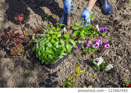 Close-up hands of the female gardener planting bell pepper seedlings in the garden 123862492