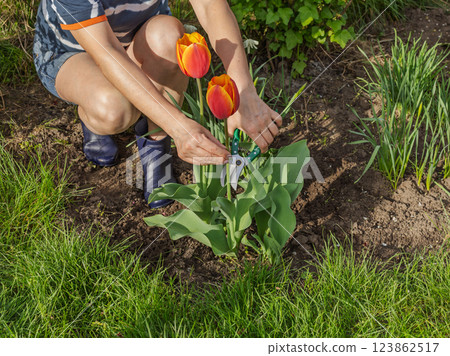 Female gardener with a pruner shears the tulip flower. Female gardener with a pruner shears the tulip flower. 123862517