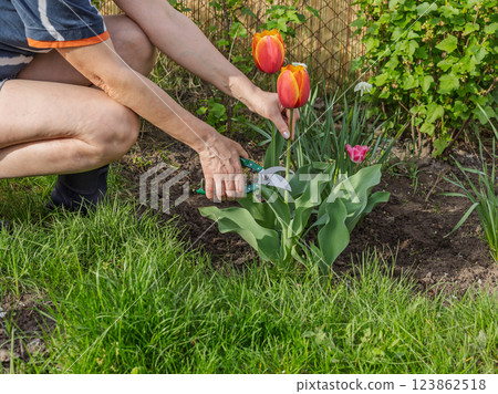 Female gardener with a pruner shears the tulip flower. Female gardener with a pruner shears the tulip flower. 123862518