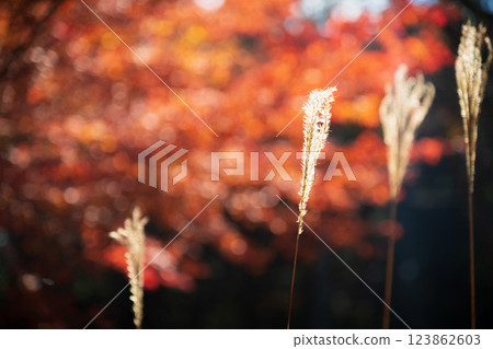 銀草在風中搖曳，背景是秋葉 123862603