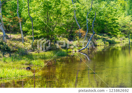 [Nagano Prefecture] Norikura Highlands, Ichinose Park, Maime Pond with fresh greenery 123862692