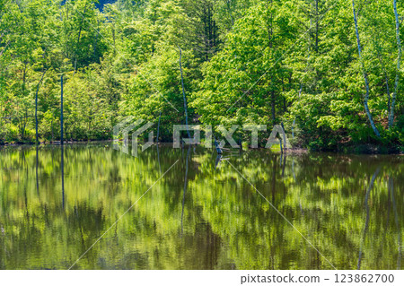 [Nagano Prefecture] Norikura Highlands, Ichinose Park, Maime Pond with fresh greenery 123862700