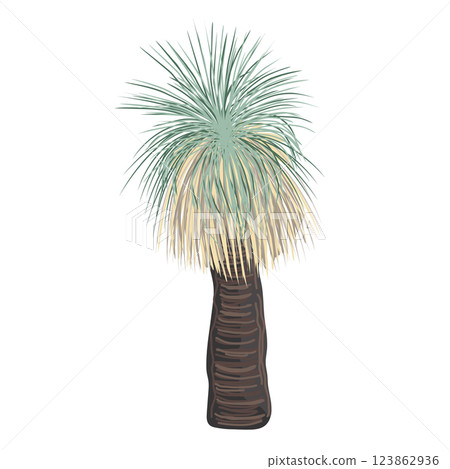 Xanthorrhoea tree vector isolated illustration. The Grass tree, native Australian endemic flora element. 123862936