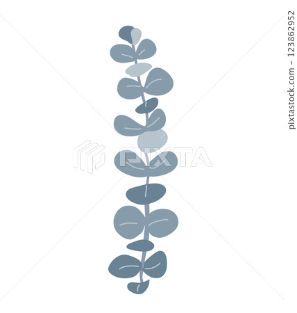 Branch of silver dollar or baby blue pulverulenta eucalyptus. Gum tree twig isolated design element. Vector cartoon illustration 123862952