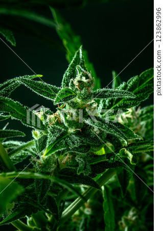 Cannabis plant with green leaves and white flowers, with trichomes 123862996