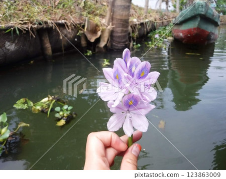 南印度花 南印度花 123863009