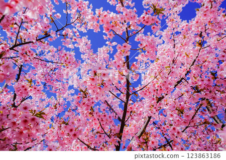 Kawazu cherry blossoms in full bloom Kawazu cherry blossoms in full bloom 123863186