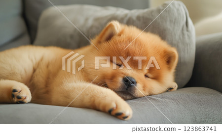 Cozy puppy napping on a gray sofa in a bright living room during the afternoon 123863741