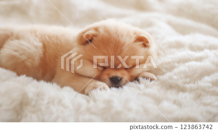Cute puppy rests peacefully on a soft blanket in a cozy setting during the afternoon 123863742