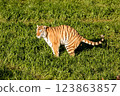 A tiger defecating in the open air, in a grassy area. 123863857