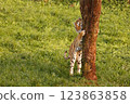 A tiger sharpening its claws on a tree outdoors 123863858