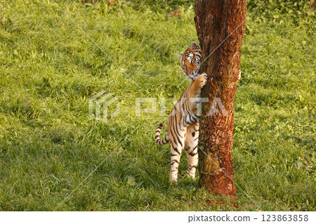 A tiger sharpening its claws on a tree outdoors 123863858