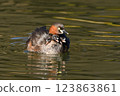 Cute Little Grebe chicks protected by their mother 123863861