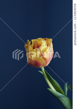 red and yellow tulips on blue background, natural sunlight red and yellow tulips on blue background, natural sunlight 123864056