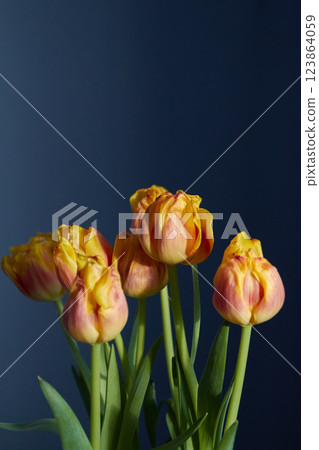 red and yellow tulips on blue background, natural sunlight 123864059