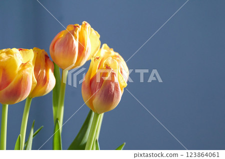 red and yellow tulips on blue background, natural sunlight 123864061