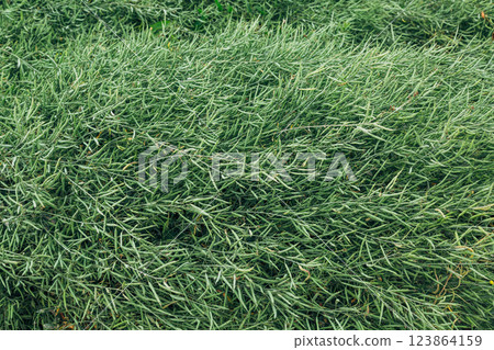 Green mustard pods growing at agriculture field 123864159