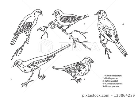 Line art botanical collection with garden birds isolated on white background. Hand drawn outline set of birds vector illustration. Graphic design for School Learning Material Manual Science Coloring Line art botanical collection with garden birds isolated on white background. Hand drawn outline set of birds vector illustration. Graphic design for School Learning Material Manual Science Coloring 123864259