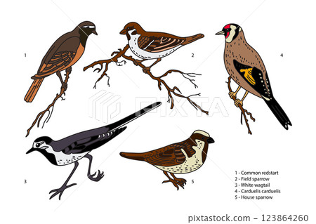 Botanical collection with garden birds isolated on white background. Hand drawn colorful set of birds vector illustration. Graphic design for School Learning Material Manual Science Book Print Card Botanical collection with garden birds isolated on white background. Hand drawn colorful set of birds vector illustration. Graphic design for School Learning Material Manual Science Book Print Card 123864260