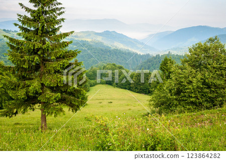 mountain landscape in the morning. fir forest on the hill. beautiful view of nature in summer. fog in the distant valley mountain landscape in the morning. fir forest on the hill. beautiful view of nature in summer. fog in the distant valley 123864282