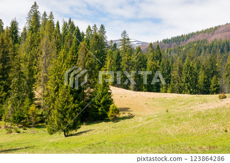 countryside mountain landscape in spring. fir forest on the grassy hill beneath a blue sky with clouds on a sunny day 123864286