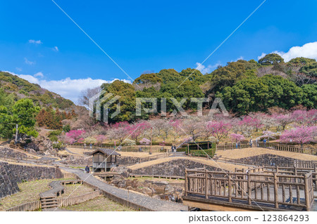 赤塚山公園，梅花盛開（愛知縣豐川市） 123864293
