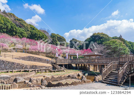 赤塚山公園,梅花盛開(愛知縣豐川市) 赤塚山公園,梅花盛開(愛知縣豐川市) 123864294
