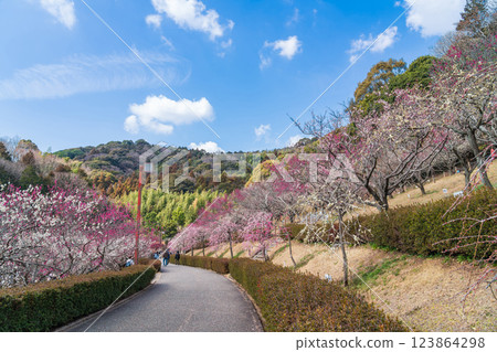 赤塚山公園，梅花盛開（愛知縣豐川市） 123864298